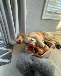 After an exciting play and enrichment session during a dog walk a dog taking a break with his professional dog walker