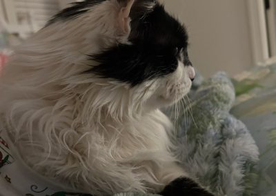 A black and white cat laying down while their professional pet sitter looks on in Virginia Beach