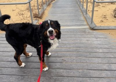 A dog getting ready for a dog walking adventure in Virginia Beach