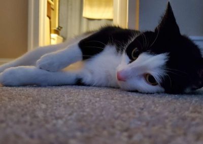 a black and white cat laying on the ground while their professional cat sitter looks on in Virginia Beach.