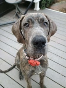 A gray dog sits on a deck looking at a pet caregiver 