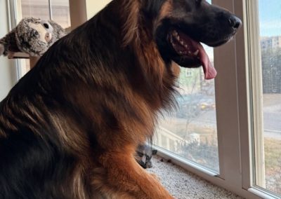 A dog sitting at a window looking out for his professional pet sitter in Virginia Beach