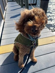 A dog sitting in Virginia Beach while out for a dog walk with his professional dog walker