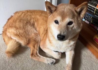 A Shiba laying down after a dog walk with their professional dog walker in Virginia Beach