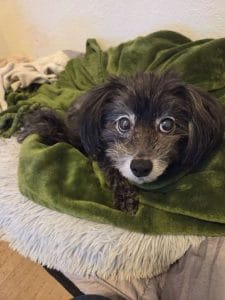 A dog in Virginia Beach watches their pet sitter