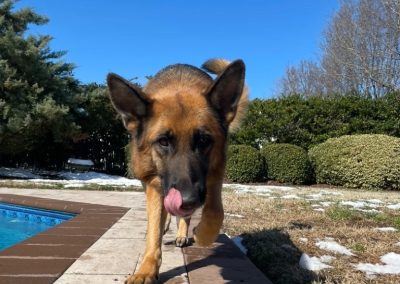 A black and brown dog walking towards their professional dog sitter in a Virginia Beach neighborhood