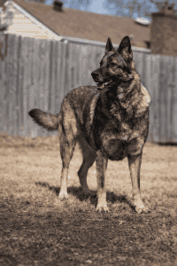 A Virginia Beach dog standing in his yard watching his professional dog walker.