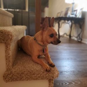 Chesapeake dog sitting on the stairs looking at their professional pet sitter in Chesapeake 