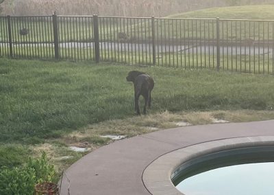 A Chesapeake Dog Walking in their yard in Chesapeake with their dog sitter
