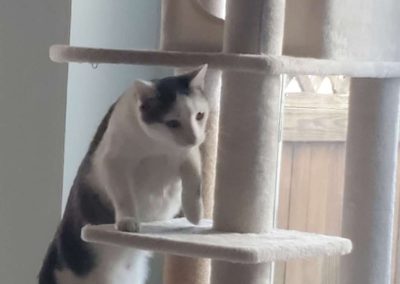 A black and white cat climbing their cat tree in Chesapeake with their cat sitter