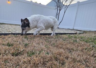 A black and white dog out for a potty break in their back yard in Chesapeake with their pet sitter