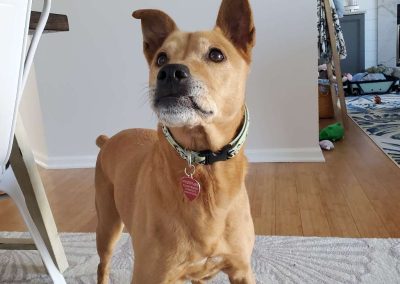 A brown dog excited to see their professional dog walker in Chesapeake