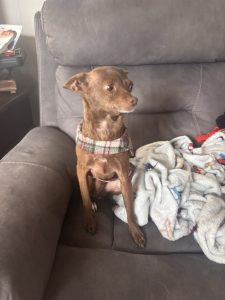 Brown dog sitting on a coach watching his professional dog walker ready for a dog walk in Norfolk