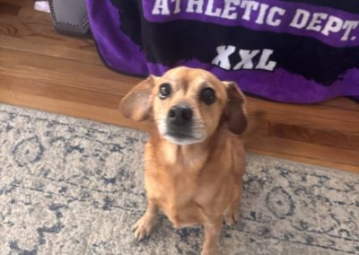 A brown dog sitting in their Norfolk apartment watching their professional dog walker