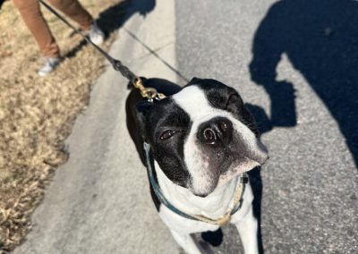 A black and white dog walking in Norfolk with their reliable dog walker