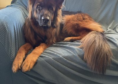 A black and brown dog in their Norfolk home with their professional dog walker in Norfolk