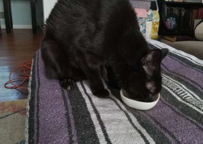 A black cat eating during a cat sitting visit with their professional pet sitter