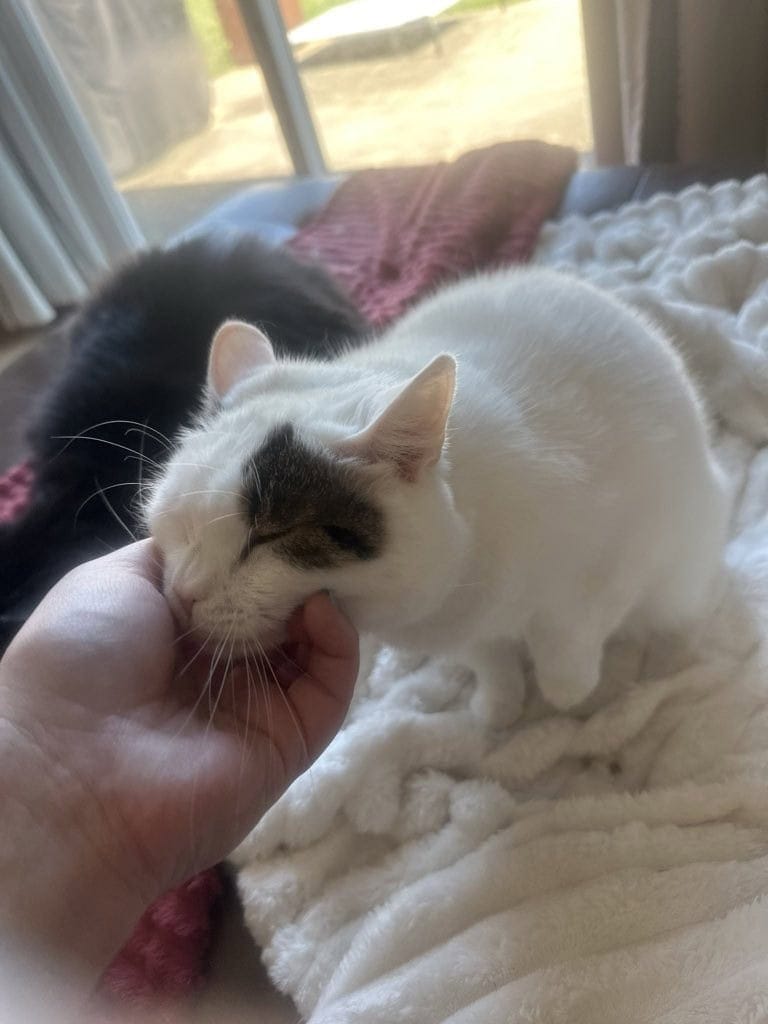 A white cat sitting with their cat sitter in Virginia Beach