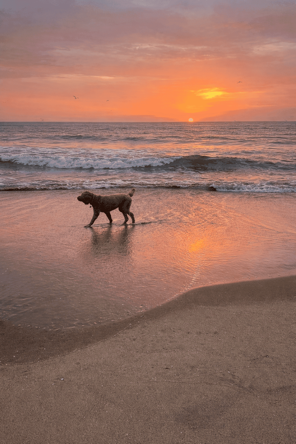 A dog walking on the beach at sunrise in Virginia Beach