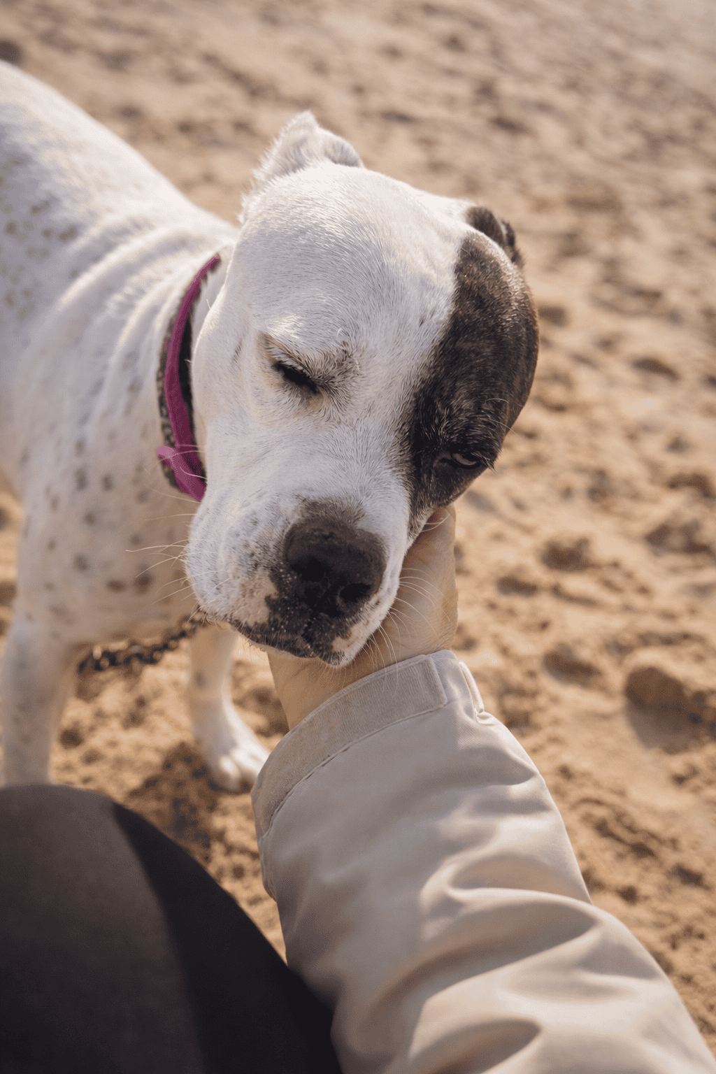 A white dog on the beach enjoying attention from their professional dog walker