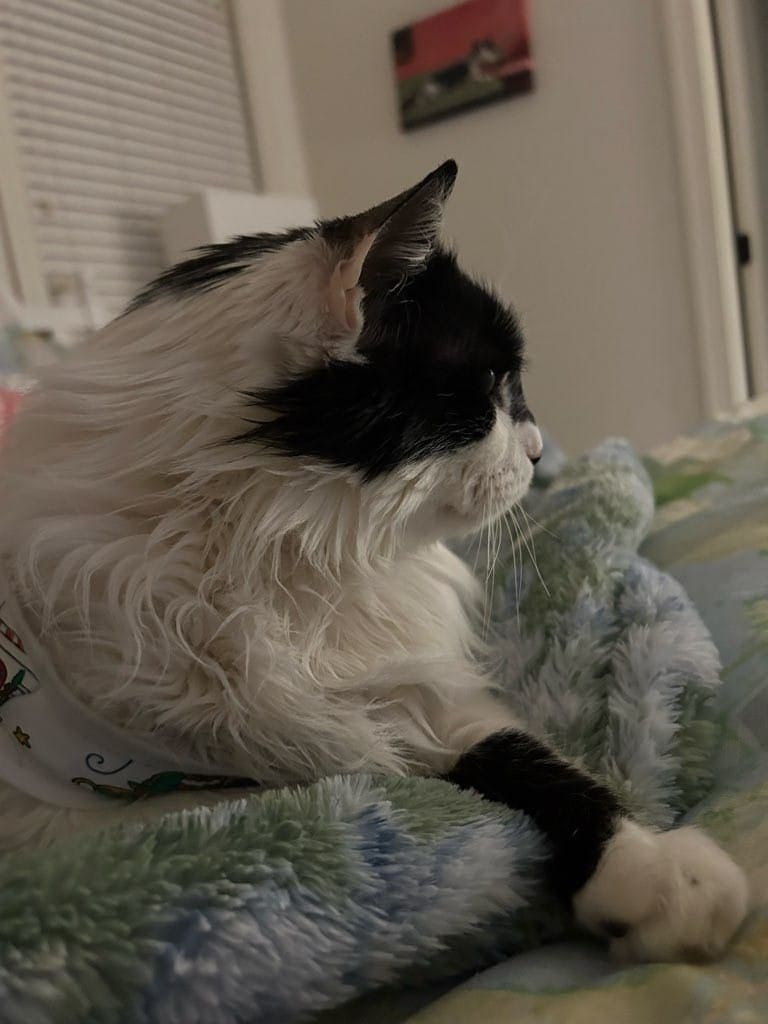 A black and white cat sitting on the bed watching their trusted pet sitter