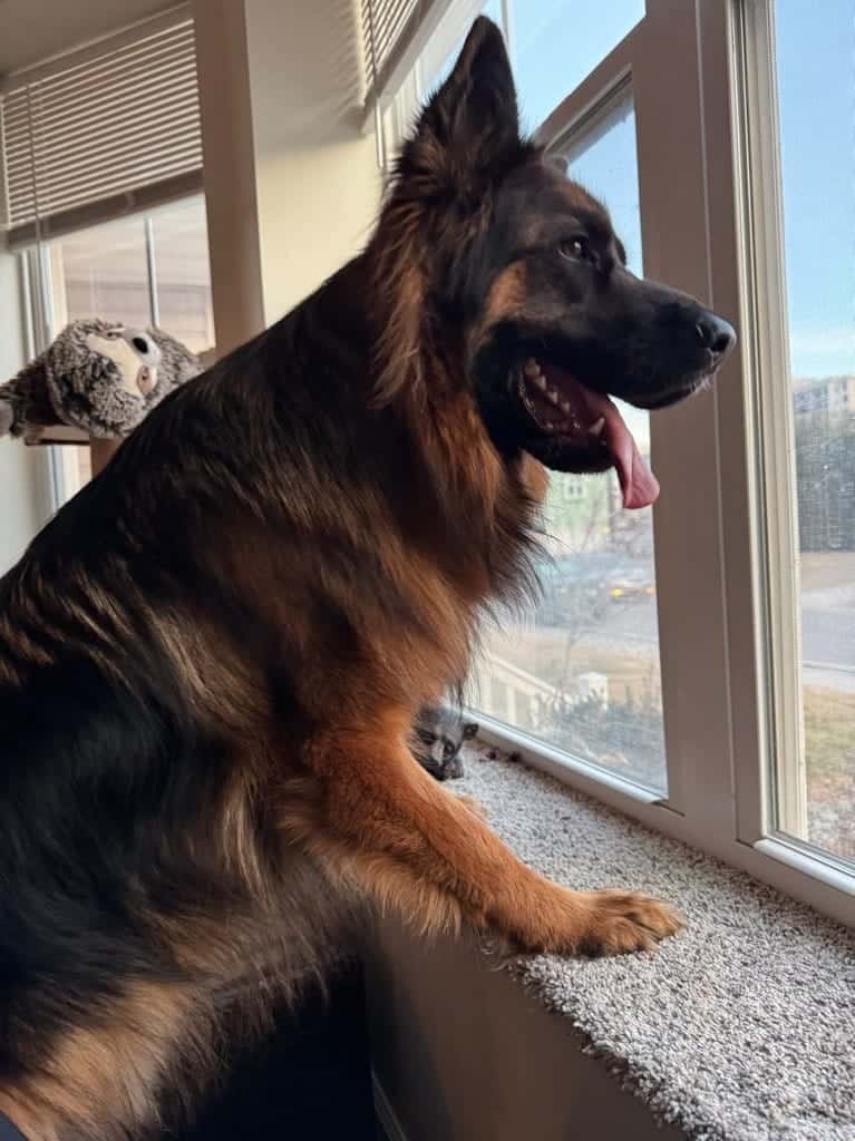 An excited German Shepard waits for their trusted dog walker