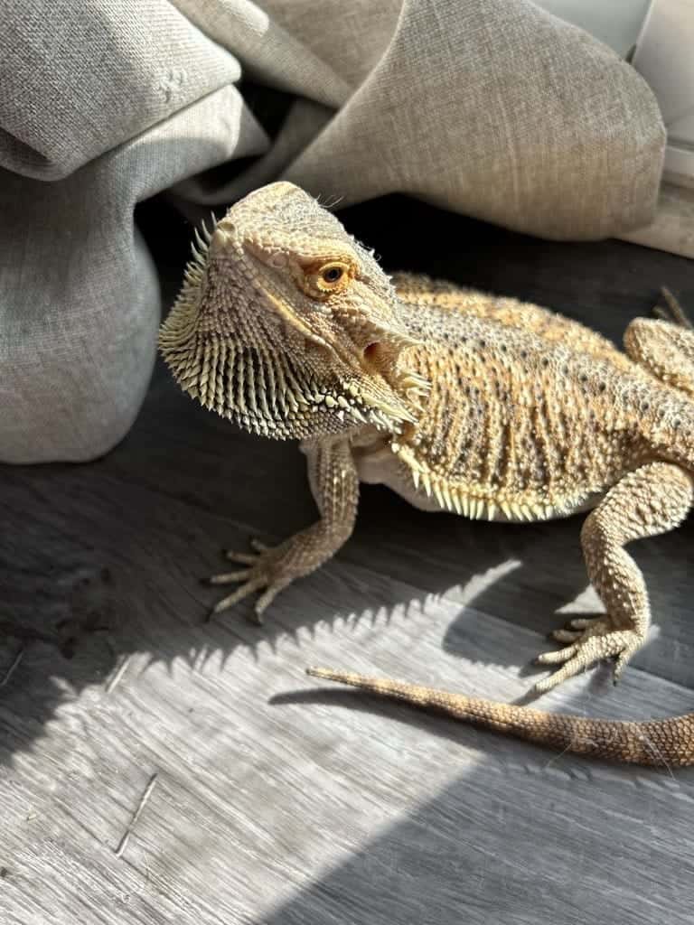 A green bearded dragon waits for food from their trusted pet sitter