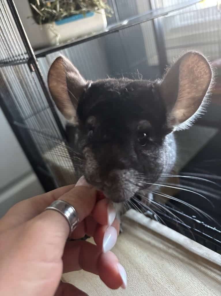A gray chinchilla gets a treat from a trusted pet sitter