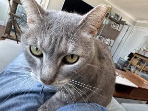 Gray cat close-up on the lap of their professional pet sitter