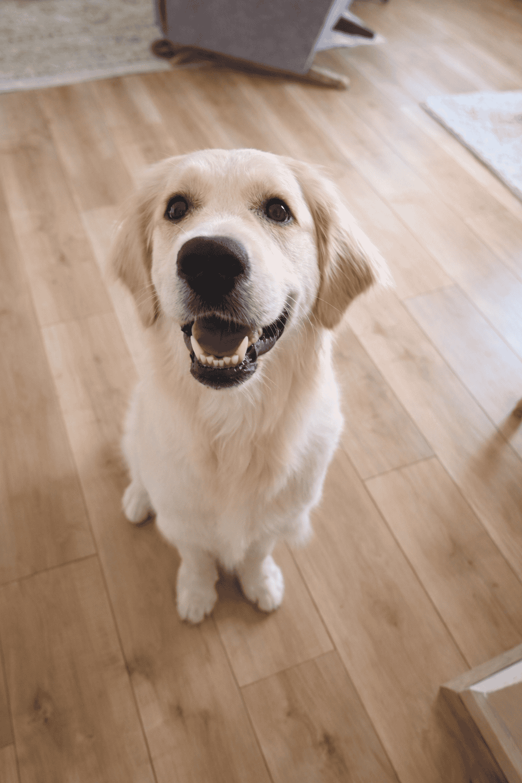 Smiling golden retriever in home during an in-home pet sitting visit in Virginia Beach