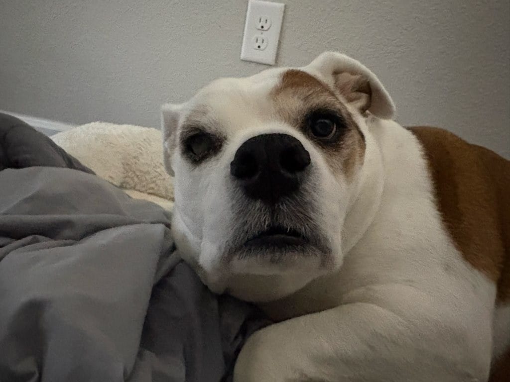 A white and brown dog resting on their bed looking at their trusted dog walker
