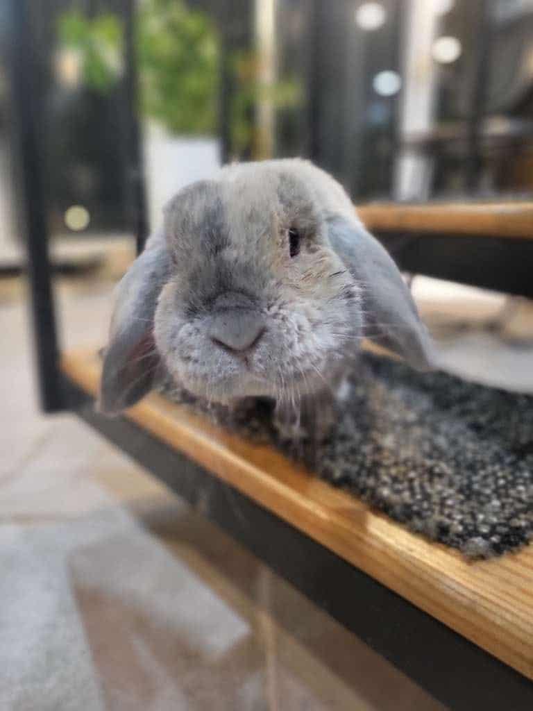 A gray rabbit waits for a treat from their trusted pet sitter