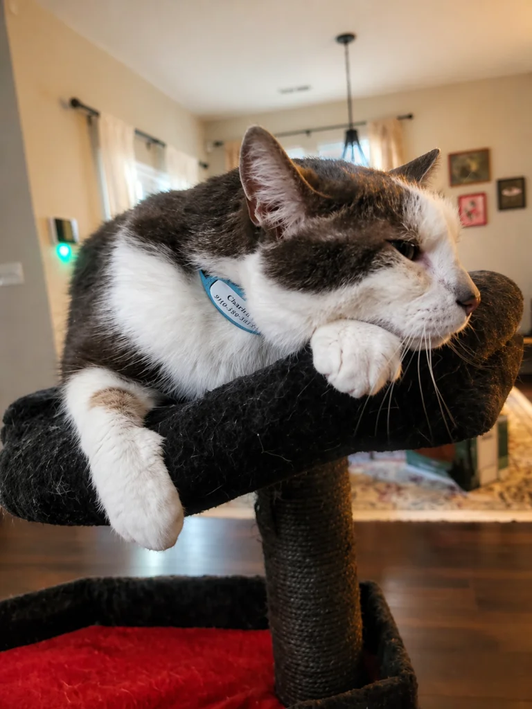 A black and white cat resting comfortably because his pet parents didn't wait too long to ask how long before my vacation should I hire a pet sitter