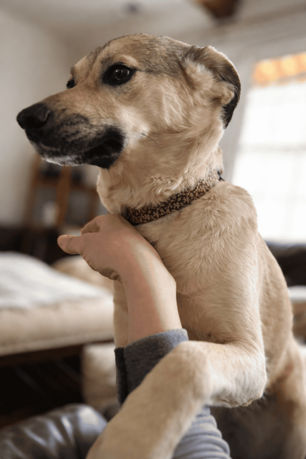 A dog holding on to their dog sitter's arm during a pet sitting visit