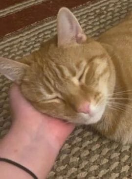 Cat Sitting in Virginia Beach, Chesapeake, and Norfolk