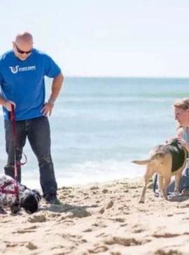 Dog Walking in Virginia Beach, Chesapeake, and Norfolk