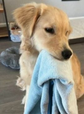 Pet Sitting in Virginia Beach, Chesapeake, and Norfolk