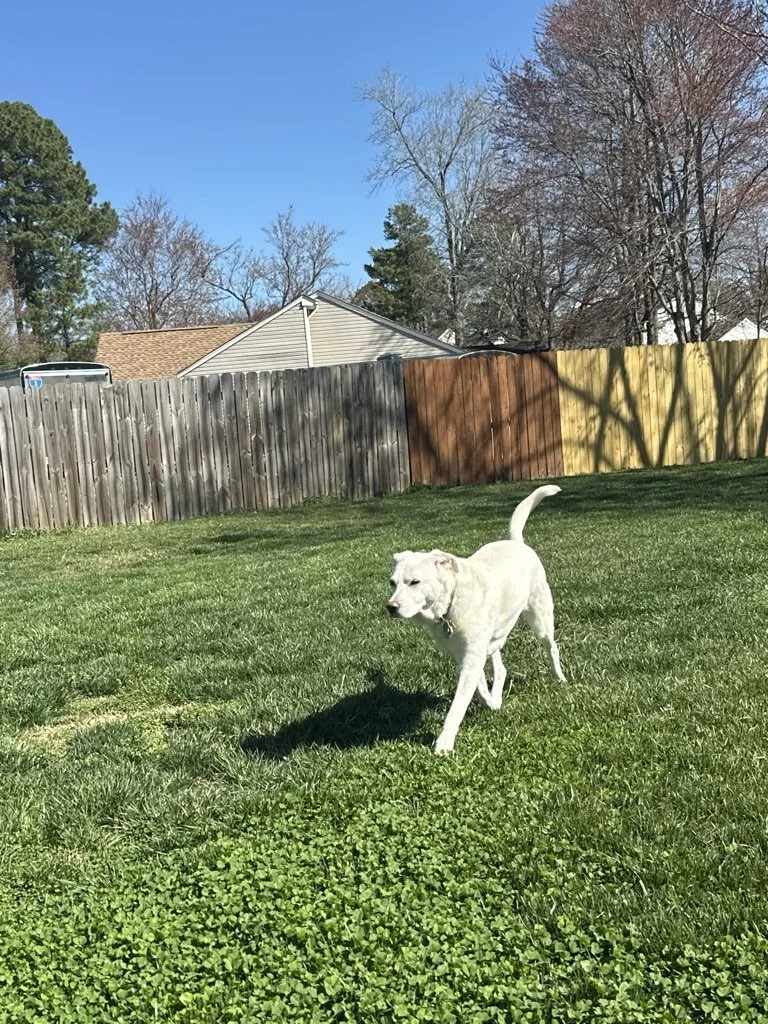 A white dog playing outside when it is too hot for a walk.