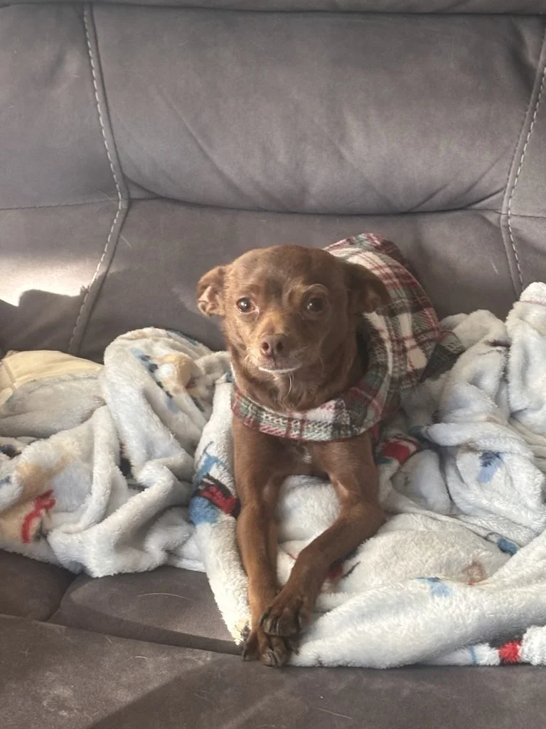 A brown dog laying on the couch not afraid of fireworks.