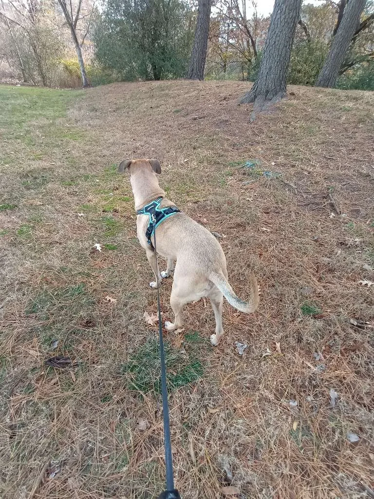 A light brown dog walking in the woods showing one way how to walk a dog that pulls