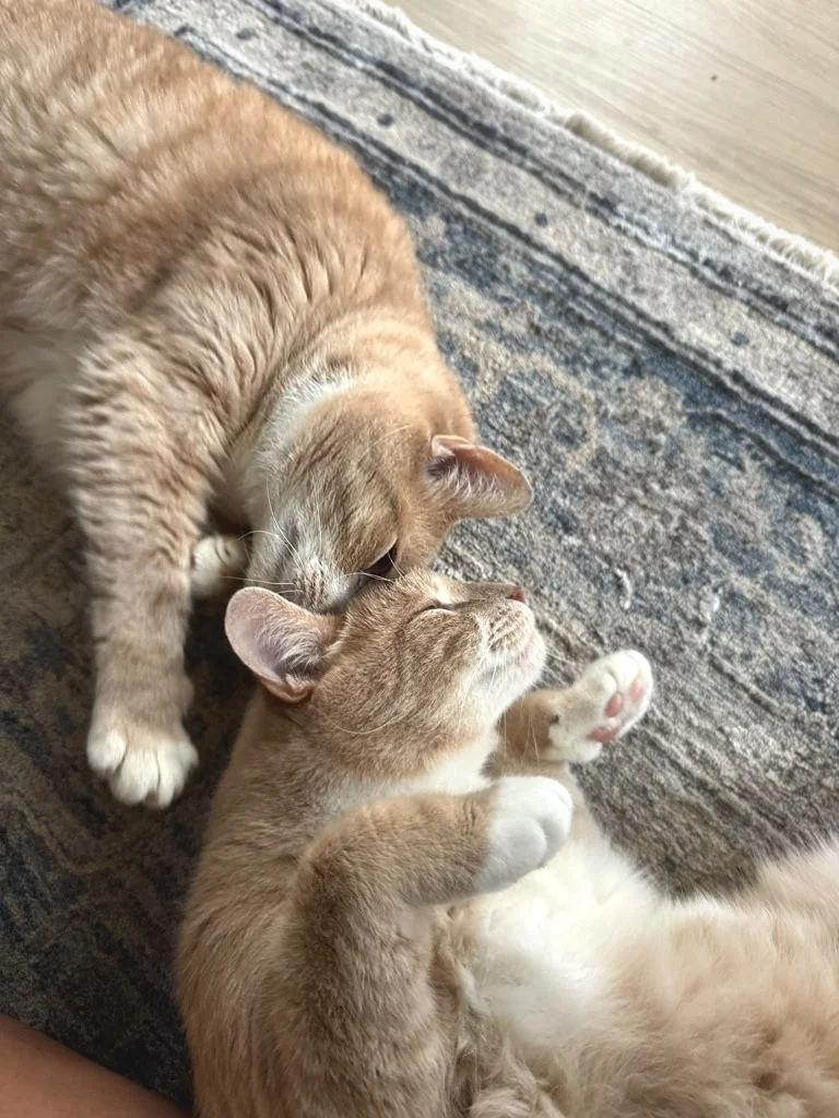 Toy gray cats snuggling for their cat sitter.