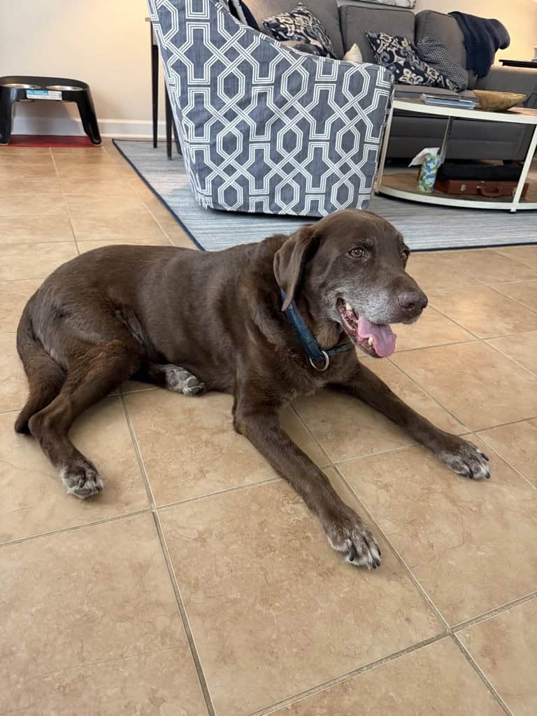 A dog that is not restless at night resting after going outside with their dog walker near me.