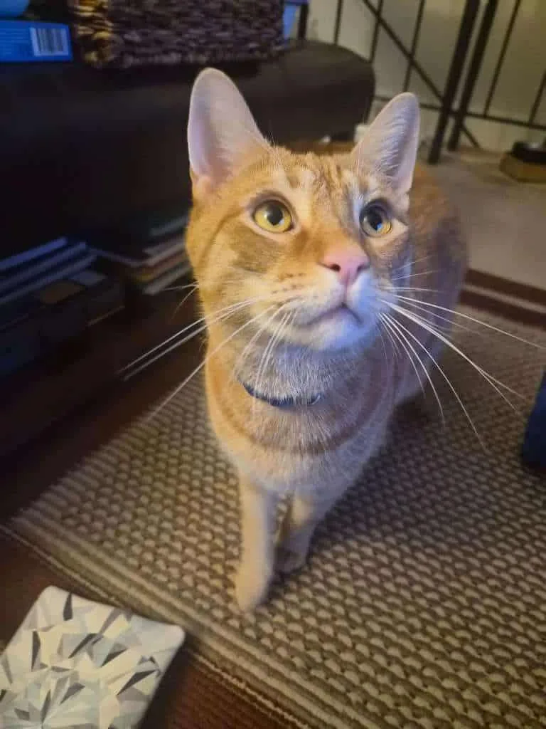 An orange cat looking at their pet sitter and wondering if a pet sitter can give medication while you're away