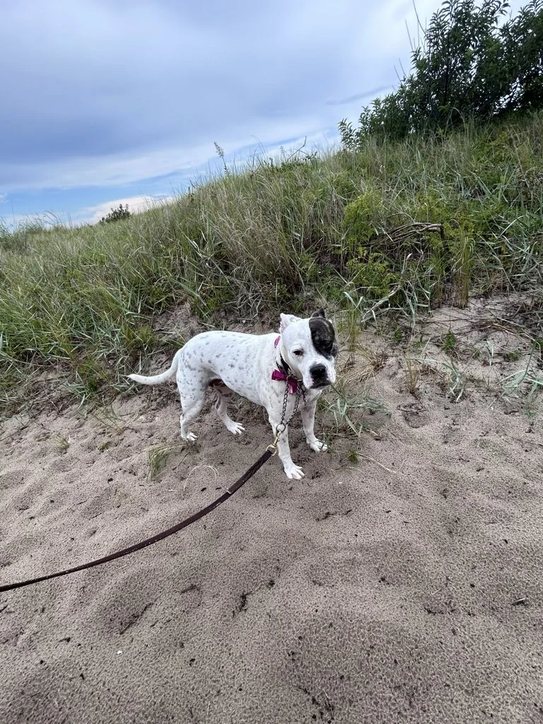 A white dog out for a walk while their owner enjoys back to school season travel