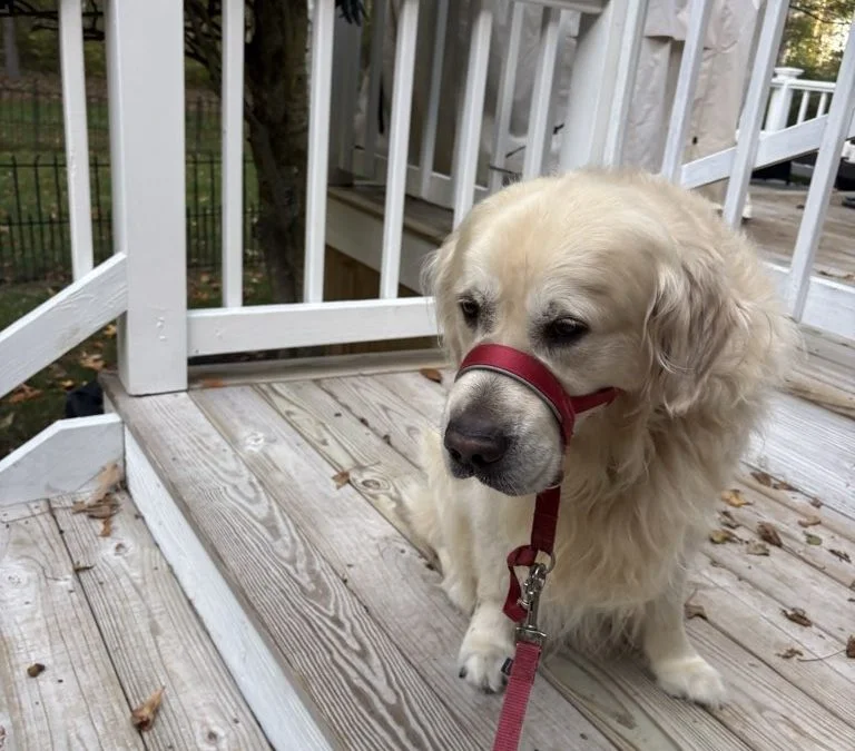 Cream-colored dog wearing a red head halter and leash on a wooden porch.