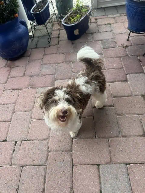 Small shaggy dog on a brick patio during a dog sitting visit